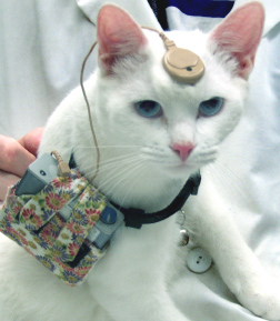 Een kat met een cochleair implantaat (CI)