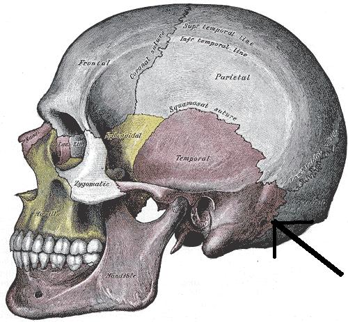 Het mastoïd als onderdeel van het temporale schedelbot